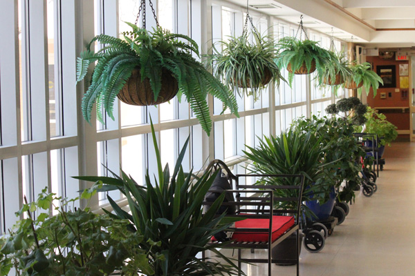 Plants along hallway with windows